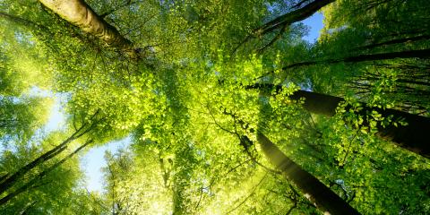 Sonnenbeschienene Laubbäume im Wald. (Quelle: Smileus - Fotolia.com)