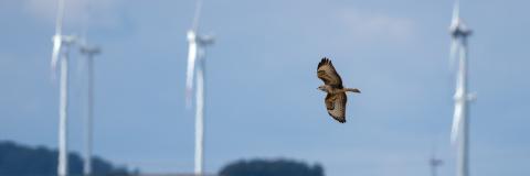 Vogel und Windräder (Bildquelle: stock.adobe.com/Manfred Stöber)